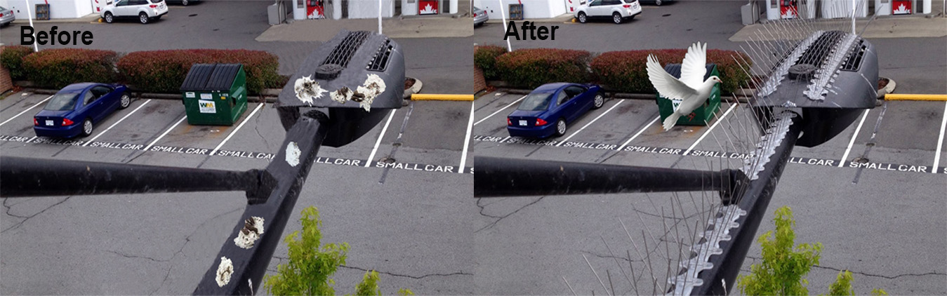 bird spikes control banner