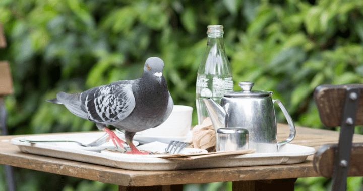 why is bird control so important