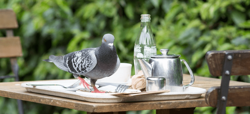 why is bird control so important