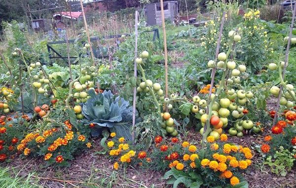 garden with bird net protection