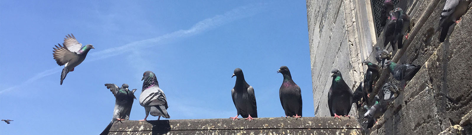 bird rosting rooftop