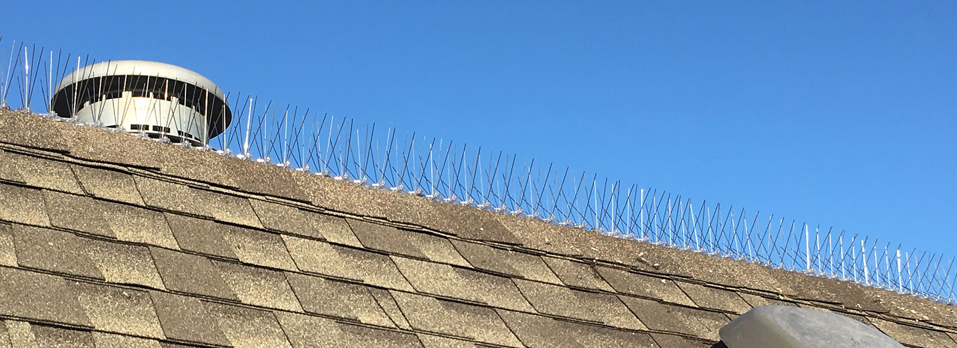 Best Bird Spike, Pigeon, Seagull Bird Control Manufacturer & Wholesale