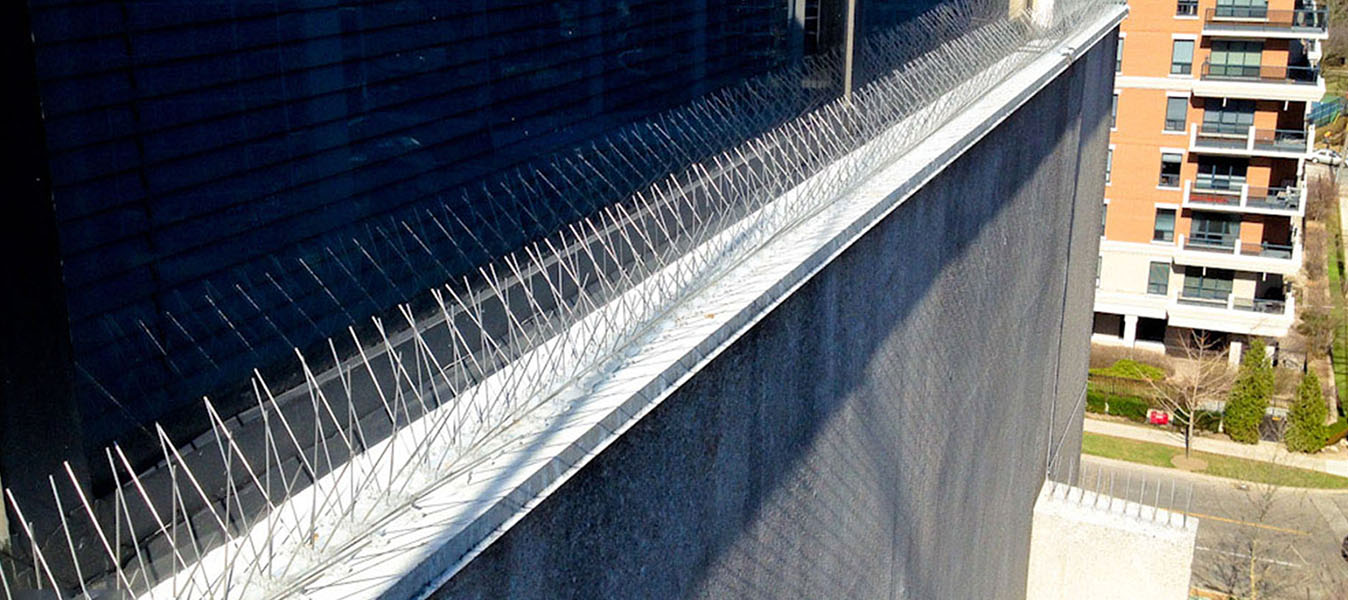 bird spike installation slide